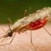 Novo mosquito urbano ameaça expandir casos de malária no Brasil