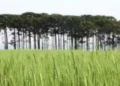 Cultivo da cevada avança no Paraná com ajuda de pesquisas