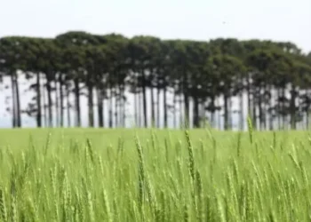 Área cultivada com cevada no Paraná aumentou 20%, para 96,9 mil hectares — Foto: Jaelson Lucas/Arquivo AEN