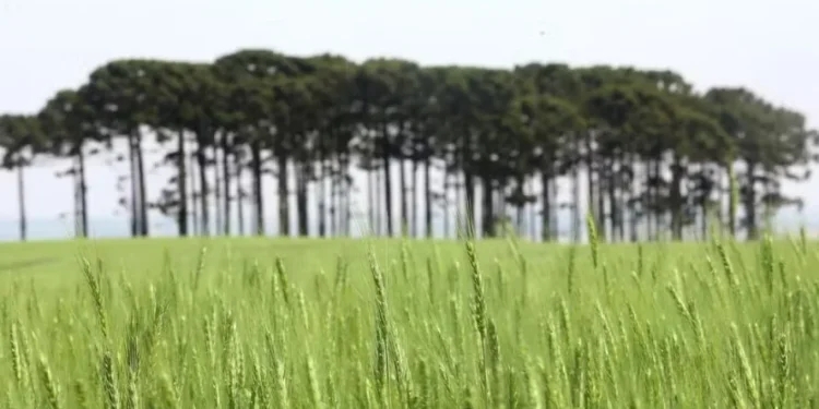 Cultivo da cevada avança no Paraná com ajuda de pesquisas