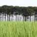 Cultivo da cevada avança no Paraná com ajuda de pesquisas