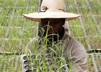 Trabalhador rural aposenta-se mais cedo que os da cidade — Foto: Globo Rural