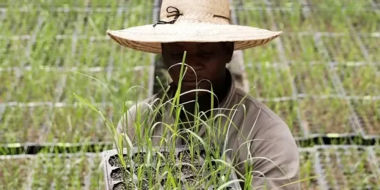 Aposentadoria rural precisa de reforma, defendem especialistas