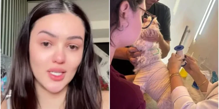 Ex-BBB se desespera após cachorro ser atacado: “Pior coisa que vi”