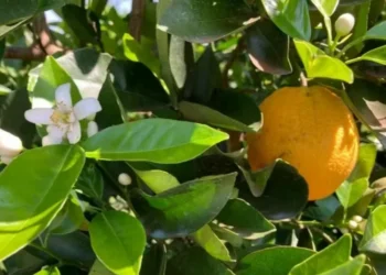 A projeção para a colheita foi reduzida a 306,7 milhões de caixas — Foto: Fundecitrus/Divulgação