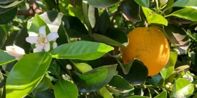 Brasil deve colher menos laranja na safra 2025/26