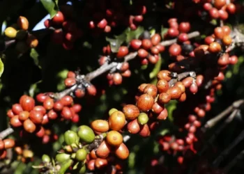 Tarifaço: Brasil celebra recuo parcial, mas café e cacau seguem vulneráveis
