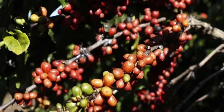 Tarifaço: Brasil celebra recuo parcial, mas café e cacau seguem vulneráveis