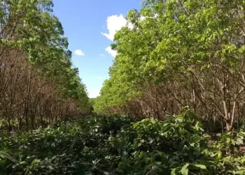 Lavoura de cacau no noroeste de São Paulo — Foto: Divulgação/Cati