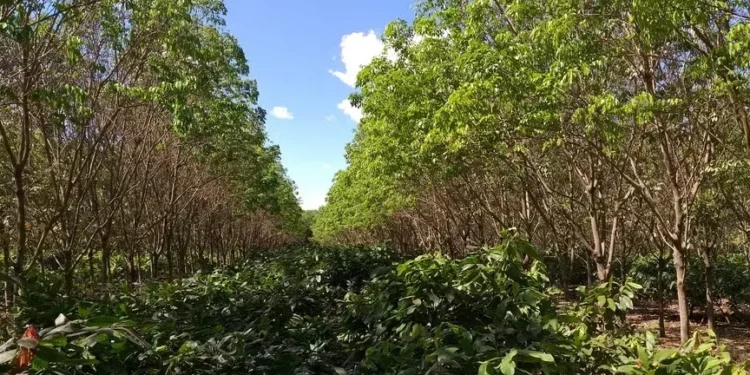 Governo de SP anuncia aporte de R$ 36 milhões para linhas de crédito agropecuário