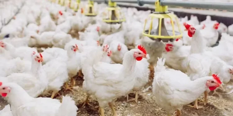 Missão chinesa deve vir ao Brasil para avaliar reabertura do mercado de frango, diz CEO da JBS