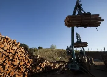 Rafael Barisauskas: “O Brasil é um importante fornecedor de celulose de fibra curta para os EUA' — Foto: Globo Rural