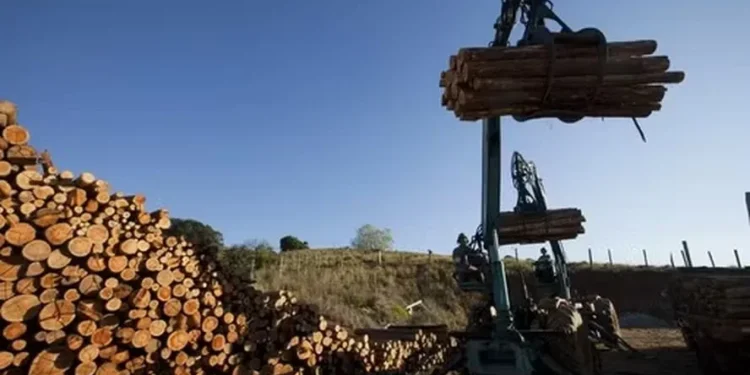 Casa Branca volta atrás e retira tarifa de 10% sobre a celulose brasileira