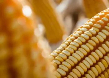 Conab estima colheita de milho de 139,69 milhões de toneladas — Foto: Wenderson Araújo/CNA