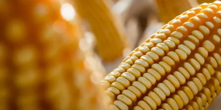 Preço do milho segue firme mesmo com aumento na produção estimada