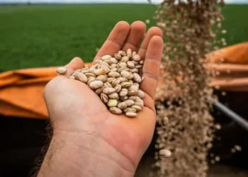 Clima adverso, colheita finalizada em importantes regiões e estratégias de armazenamento reforçaram o avanço dos preços do feijão-carioca — Foto: Wenderson Araújo / CNA