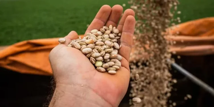 Preço do feijão-carioca sobe, com oferta restrita sustentando cotações