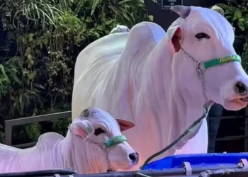 Allianz Parque recebeu o Leilão Nelore de Elite Show de Bola — Foto: Reprodução