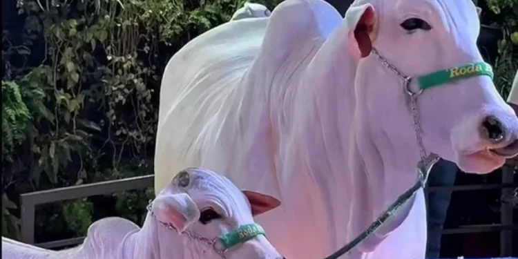 Elevador, piso emborrachado e mais: como 42 vacas entraram no estádio do Palmeiras?