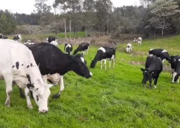 Inteligência artificial ajuda a pesar e acompanhar gado — Foto: Marcos Tang/Divulgação