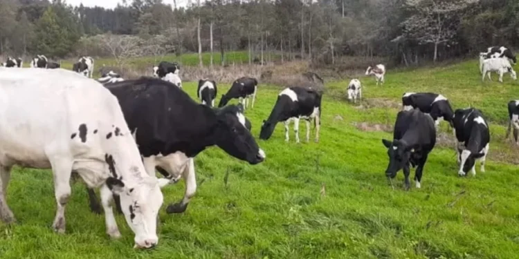 Agtech que usa IA para pesar gado recebe aporte de R$ 2,2 milhões