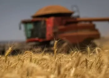 A safra de trigo deste ano foi projetada em 7,536 milhões de toneladas, 4,5% inferior à de 2024 — Foto: Wenderson Araujo/CNA