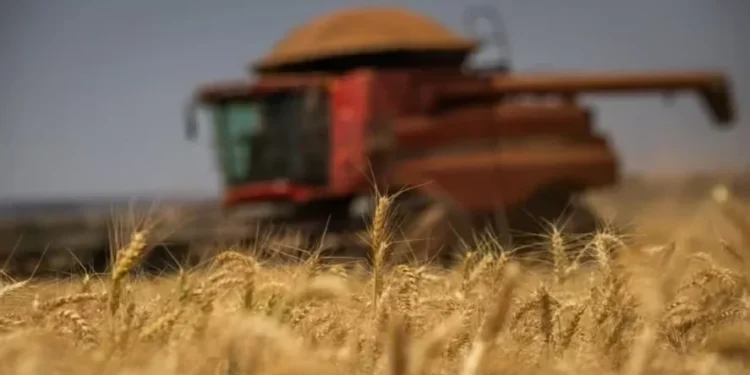 Preços do trigo recuam com avanço da colheita no Paraná