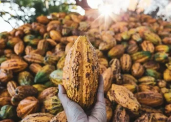 Investidores reagem às notícias de chuvas em lavoura de cacau na África — Foto: Getty Images