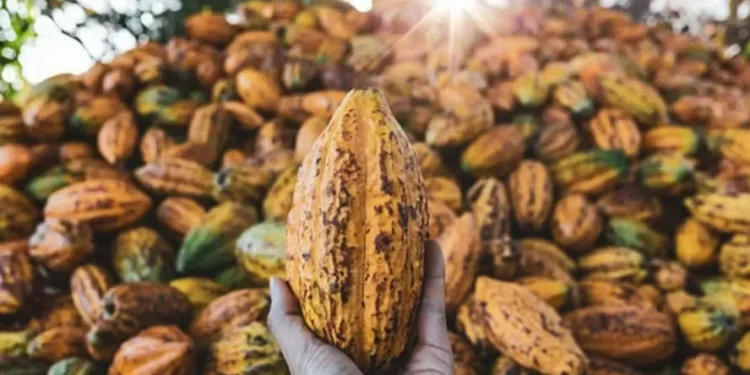 Cacau opera com queda na bolsa de Nova York