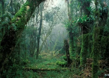 Mata Atlântica, em imagem de arquivo  • Ricardo Siqueira/Brazil Photos/LightRocket via Getty Images