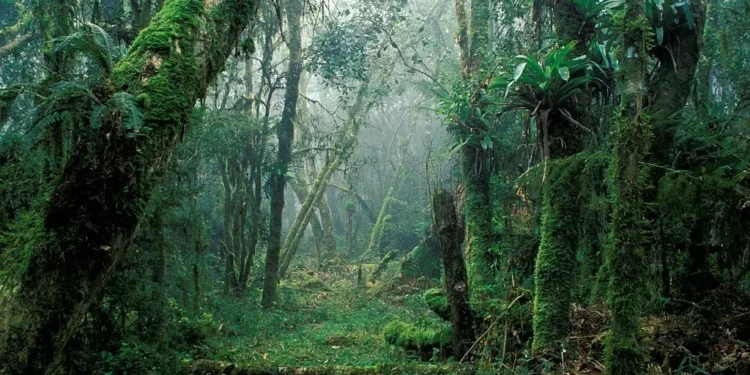 Espécies nativas oferecem alternativas para recomposição de florestas