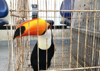 Tucano resgatado durante a ação  • Cleber Rodrigues/CNN