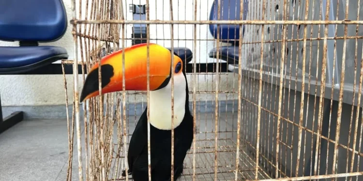 Operação no RJ já resgatou 700 animais e prendeu 45 suspeitos