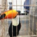 Operação no RJ já resgatou 700 animais e prendeu 45 suspeitos