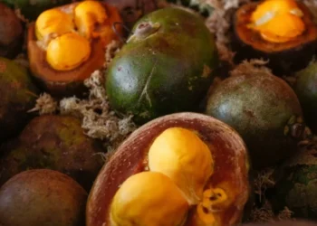 Pequi: o “ouro do Cerrado” que pode proteger rins, coração e fígado