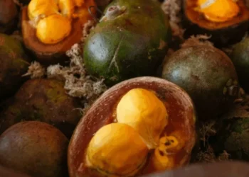 Pequi: o “ouro do Cerrado” que pode proteger rins, coração e fígado