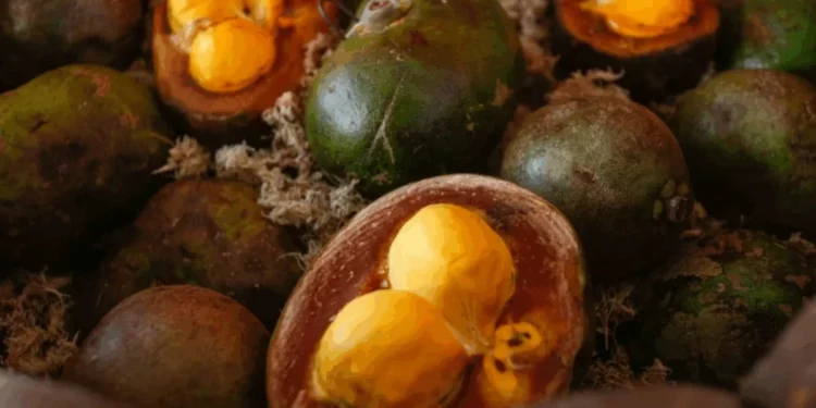 Vinícius Schmidt/Metrópoles