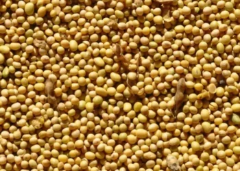 Soja — Foto: Fernando Dias/Seapa