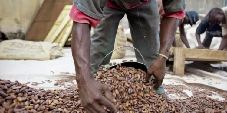 Cacau atingiu mínima de mais de dez meses em Nova York após registro de chuvas em áreas produtoras na África — Foto: Nestlé/Divulgação