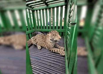 RO: homem fica ferido ao brigar com onça que tentou invadir creche