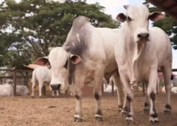 Até 31 de outubro, não haverá mais retenções na fonte para produtos agroindustriais — Foto: Divulgação/Emater-MG
