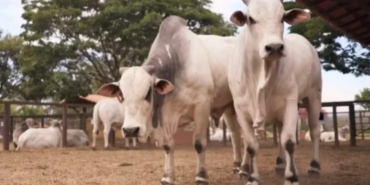 Até 31 de outubro, não haverá mais retenções na fonte para produtos agroindustriais — Foto: Divulgação/Emater-MG