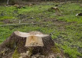 desmatamento — Foto: Pixabay