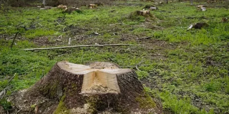 desmatamento — Foto: Pixabay