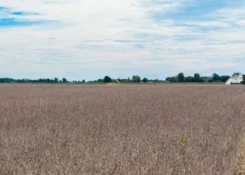 Atraso na colheita de soja nos EUA movimenta mercado em Chicago, mas alta é limitada por ausência da China nas compras — Foto: USDA/NRCS/Brandon O’Connor