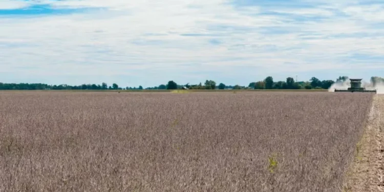Atraso na colheita de soja nos EUA movimenta mercado em Chicago, mas alta é limitada por ausência da China nas compras — Foto: USDA/NRCS/Brandon O’Connor
