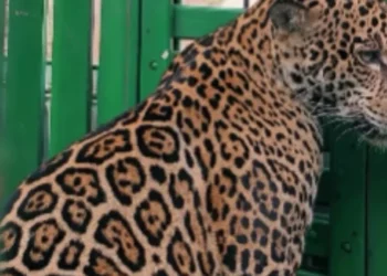 Saiba o destino de onça que atacou homem após quase invadir creche