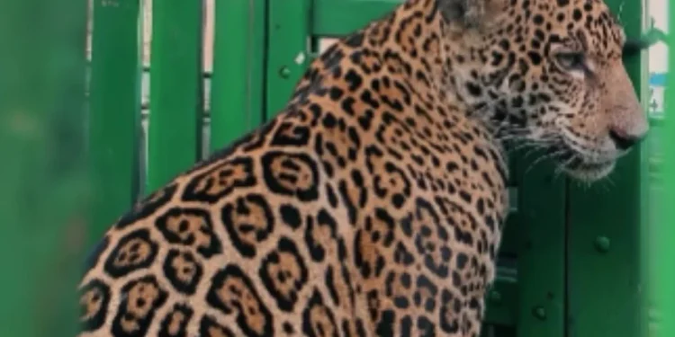 Foto: Reprodução/Batalhão de Polícia Ambiental de Rondônia