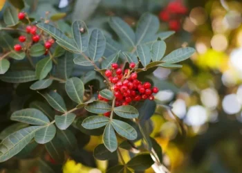 Chá anti-inflamatório tem efeito cicatrizante e alivia dores no corpo