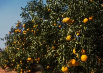 Laranjeiras — Foto: Citrosuco/Divulgação